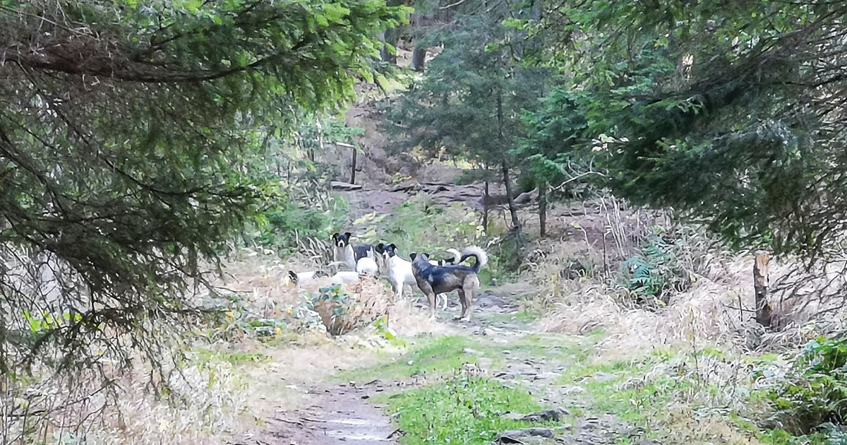 Halálra marcangoltak a kutyák egy 11 éves kisfiút Peteken